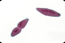 Concept Protist Characteristics