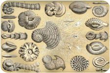 Concept Protist Evolution