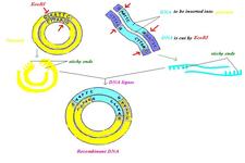 Concept Recombinant DNA