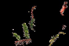 Concept Reproduction in Seedless Plants