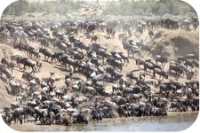 Concept Reproductive Behavior of Animals