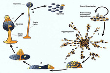 Concept Reproductive Life Cycles
