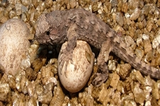 Concept Reptile Ecology