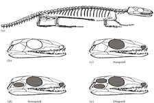 Concept Reptile Evolution