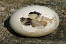 Concept Reptile Reproduction