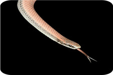 Concept Reptile Structure and Function