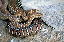 Concept Reptiles