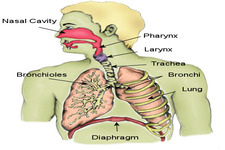 Concept Respiration