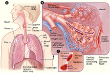 Concept Respiratory System Health