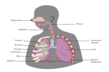 Concept Respiratory System Organs