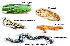 Concept Role of Amphibians