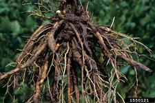 Concept Roots