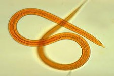 Concept Roundworms