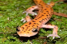 Concept Salamanders