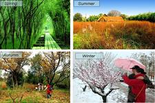 Concept Seasonal Changes in Plants