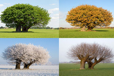 Concept Seasons