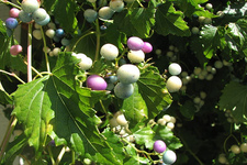Concept Seed Plants