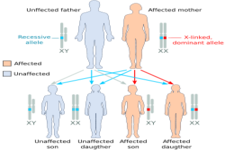 Concept Sex-linked Inheritance
