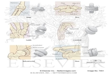 Concept Skeletal System Joints
