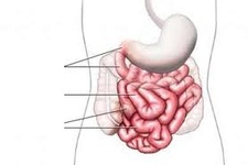 Concept Small Intestine