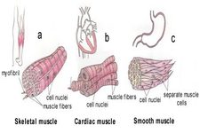 Concept Smooth, Skeletal, and Cardiac Muscles