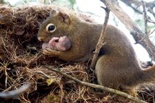 Concept Social Behavior of Animals