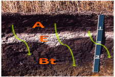Concept Soil Horizons and Profiles