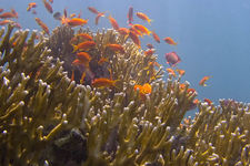 Concept Sponges and Cnidarians
