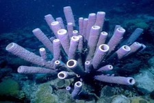 Concept Sponges