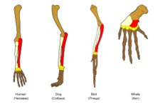 Concept Structural Evidence for Evolution