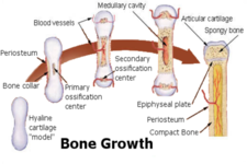 Concept Structure of Bones
