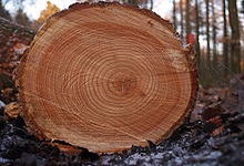 Concept Tree Rings, Ice Cores, and Varves