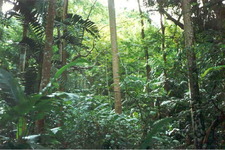 Concept Tropical Moist Climates