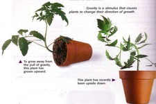 Concept Tropisms