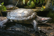 Concept Turtles