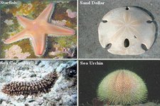 Concept Types of Echinoderms