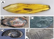 Concept Types of Fossilization