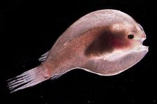 Concept Types of Marine Organisms