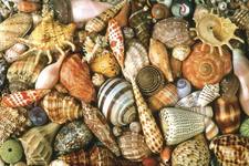 Concept Types of Mollusks