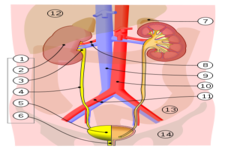 Urinary System ( Read ) | Life Science | CK-12 Foundation