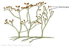 Concept Vascular Plants