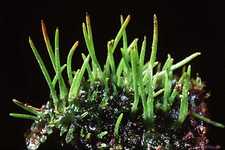 Concept Vascular Seedless Plants