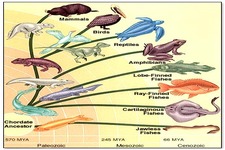 Concept Vertebrate Classification