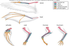 Concept Vertebrate Evolution