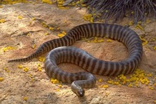 Concept Vertebrate Features