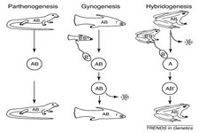 Concept Vertebrate Reproduction
