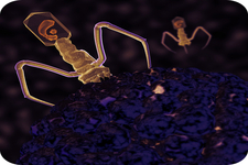 Concept Virus Characteristics