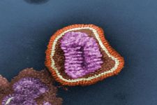 Concept Virus Replication