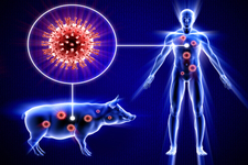 Concept Viruses and Human Disease