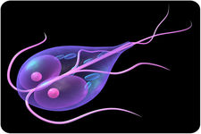 Concept Viruses in Research and Medicine